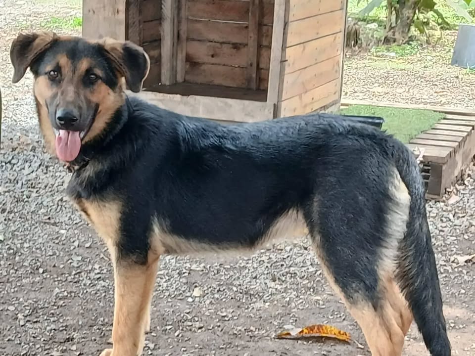 Adopción de perro juguetón en Pereira, Risaralda 