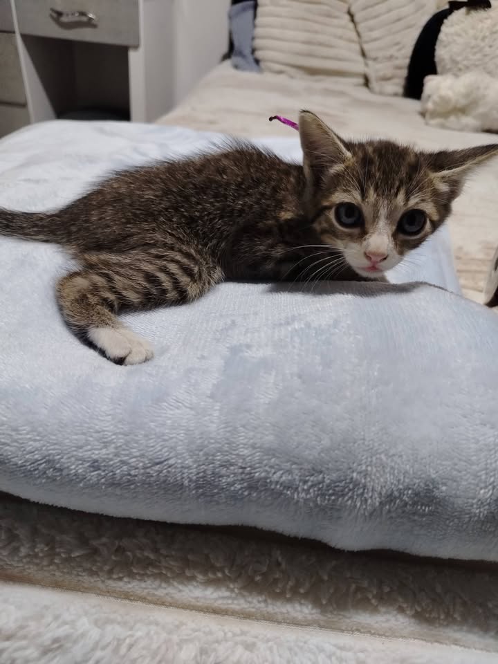Gatitos en Adopción Bogotá 