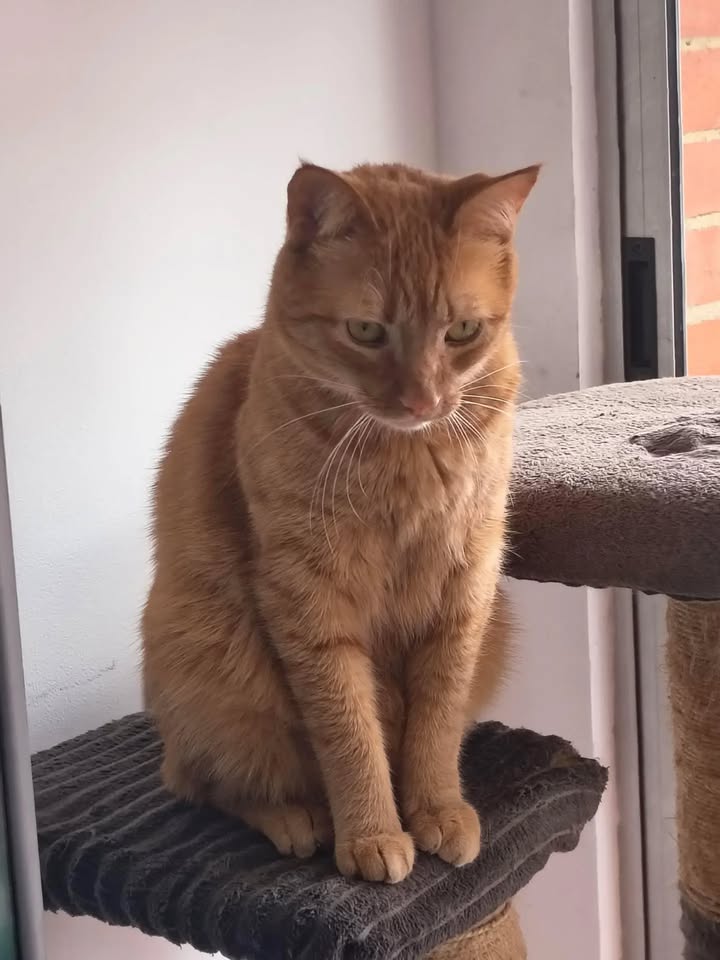 Gato naranja celebra dos años en su hogar en Bogotá 