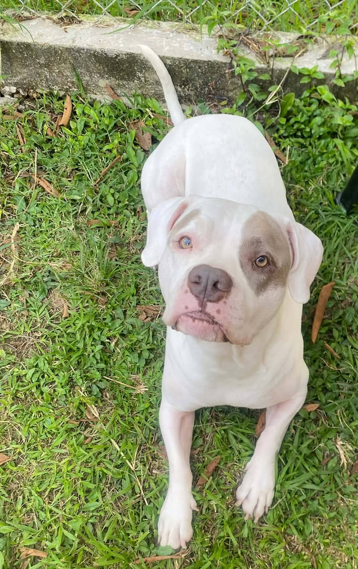 Perro en adopción responsable en Pereira 