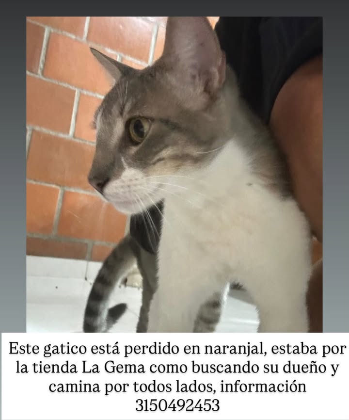Gato encontrado en Pereira, Risaralda 