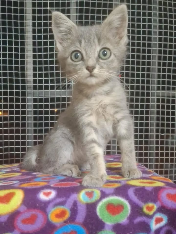 Gaticos buscan hogar responsable en Pereira 