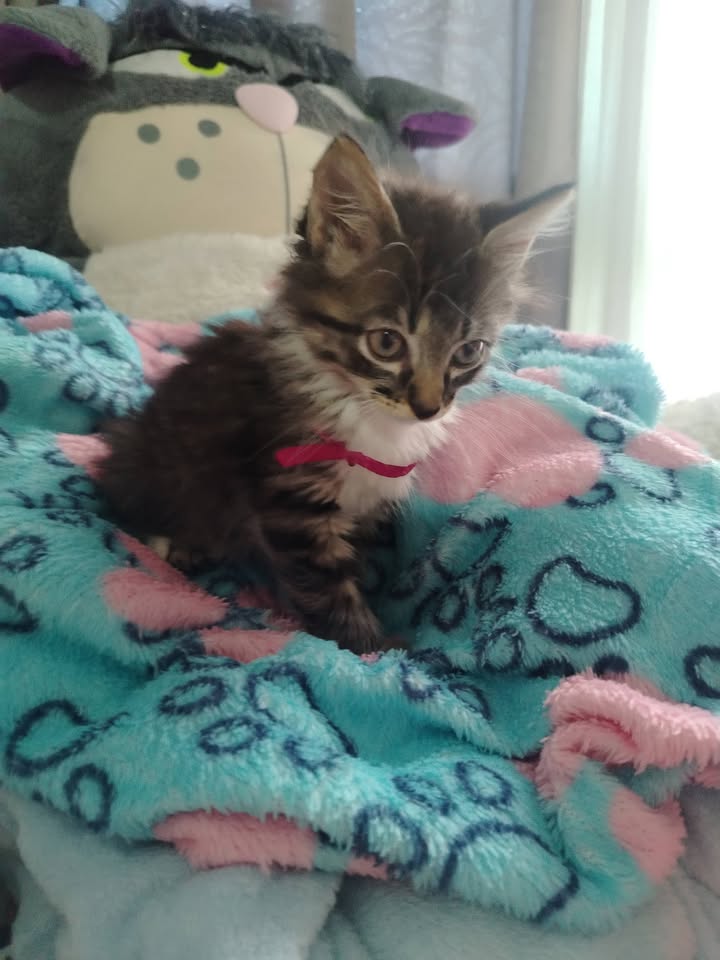 Adopción Gatitos y Perros en Bogotá 