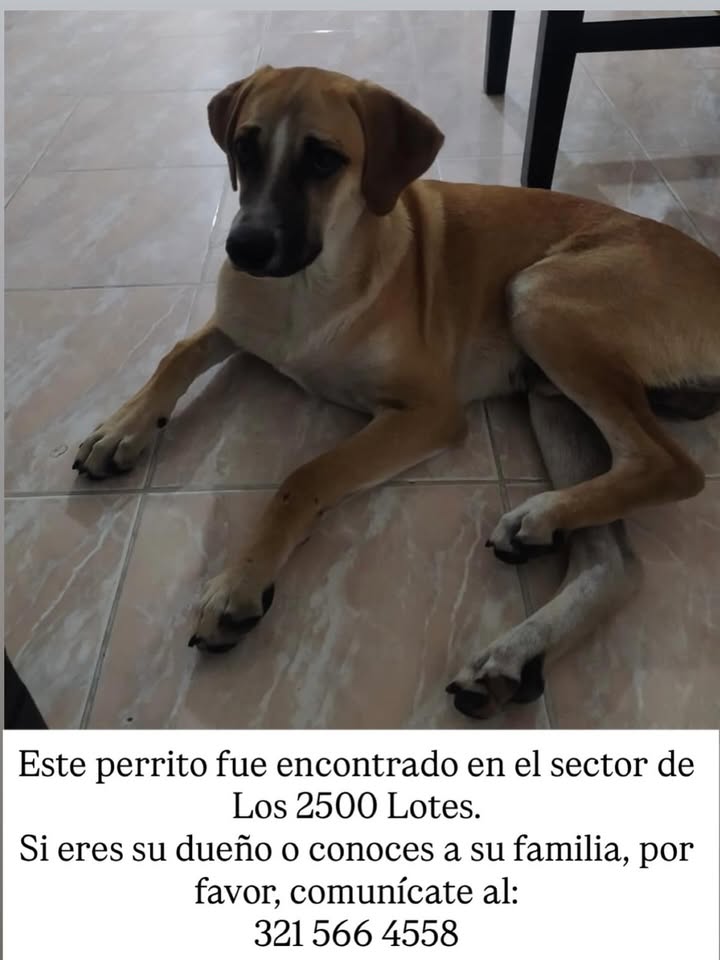 Perro encontrado en Pereira, Risaralda 
