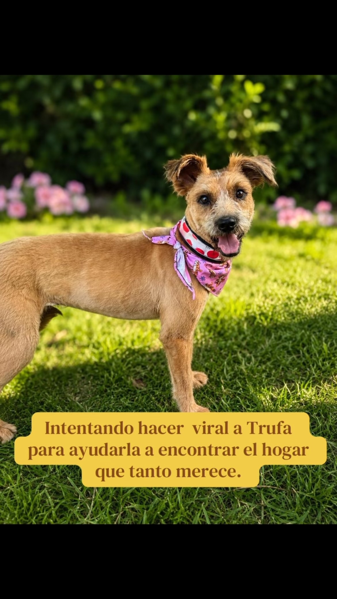 Adopta a Trufa, perrita noble y cariñosa busca hogar en Bogotá 
