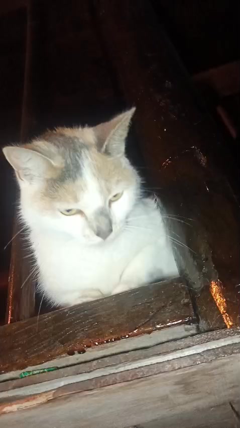 Gatita abandonada en Amagá, Antioquia busca hogar 