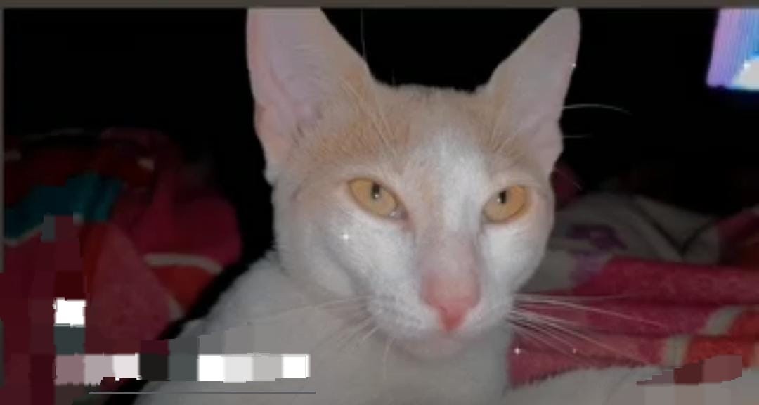 Adopción gato en La Virginia, Risaralda 