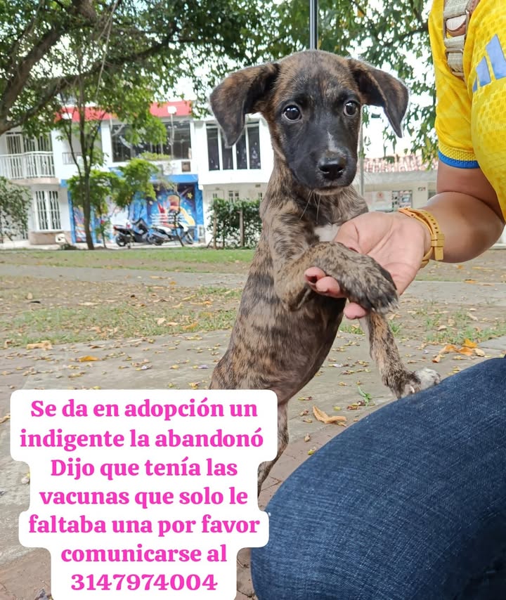 Perro en adopción en Tuluá 