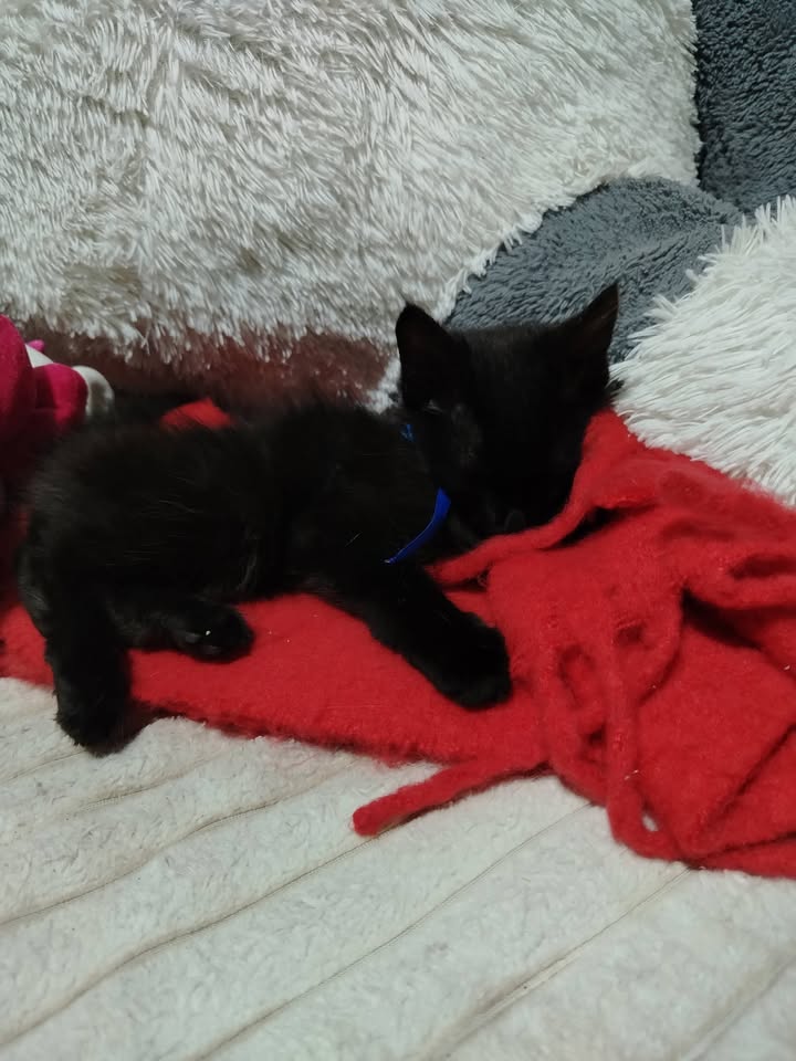 Gatitos en Adopción Bogotá 