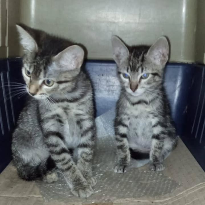 Gatitas en adopción responsable en Pereira 