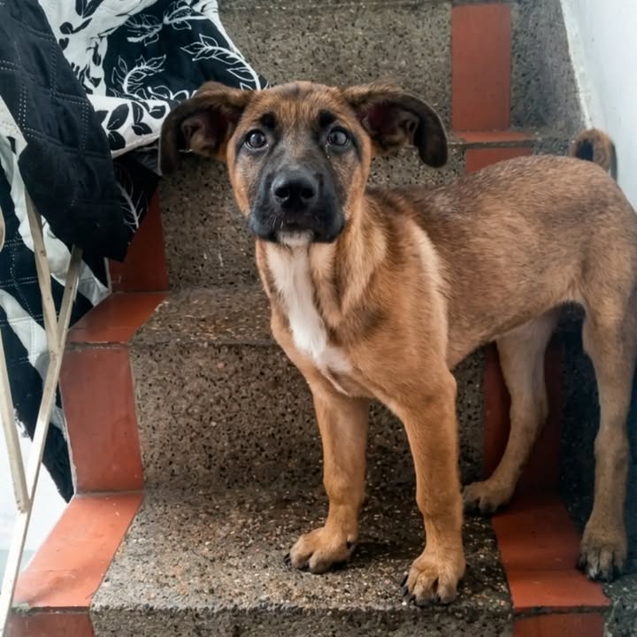 Cachorra de 3 meses busca hogar en Pereira, Risaralda 