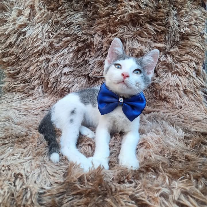 Gatitos en adopción responsable en Pereira 