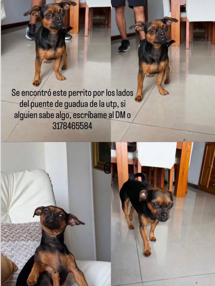 Se encontró perrita en Pereira, Risaralda 