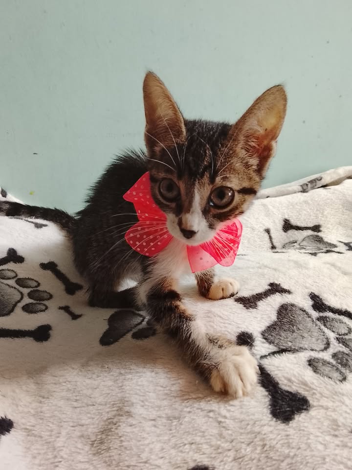 Gato bebe en adopción Neira Caldas 
