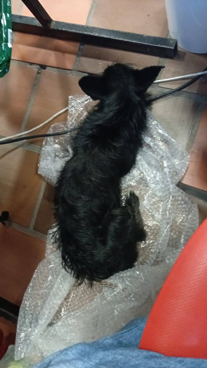 Perrita encontrada en biblioteca de Sevilla, Valle - Buscando familia 