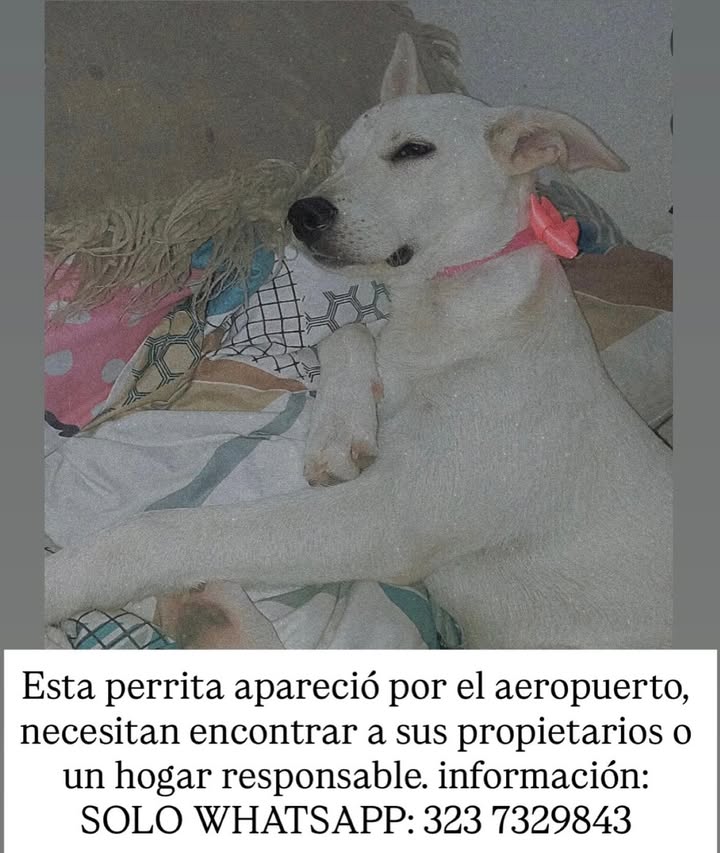 Perra encontrada cerca del aeropuerto 