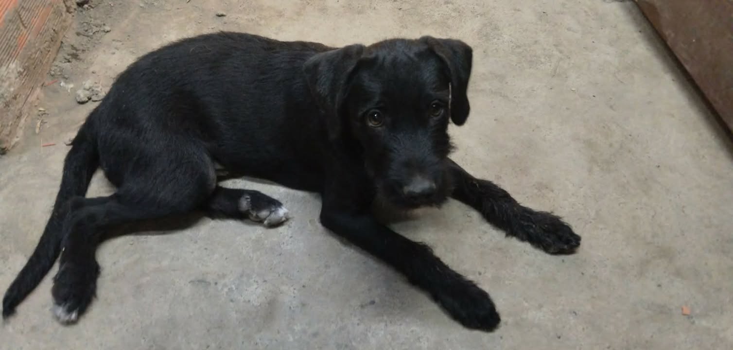 Perro Negro en Adopción en Pereira, Risaralda 