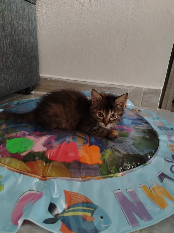 Gatitos en Adopción - Bogotá 