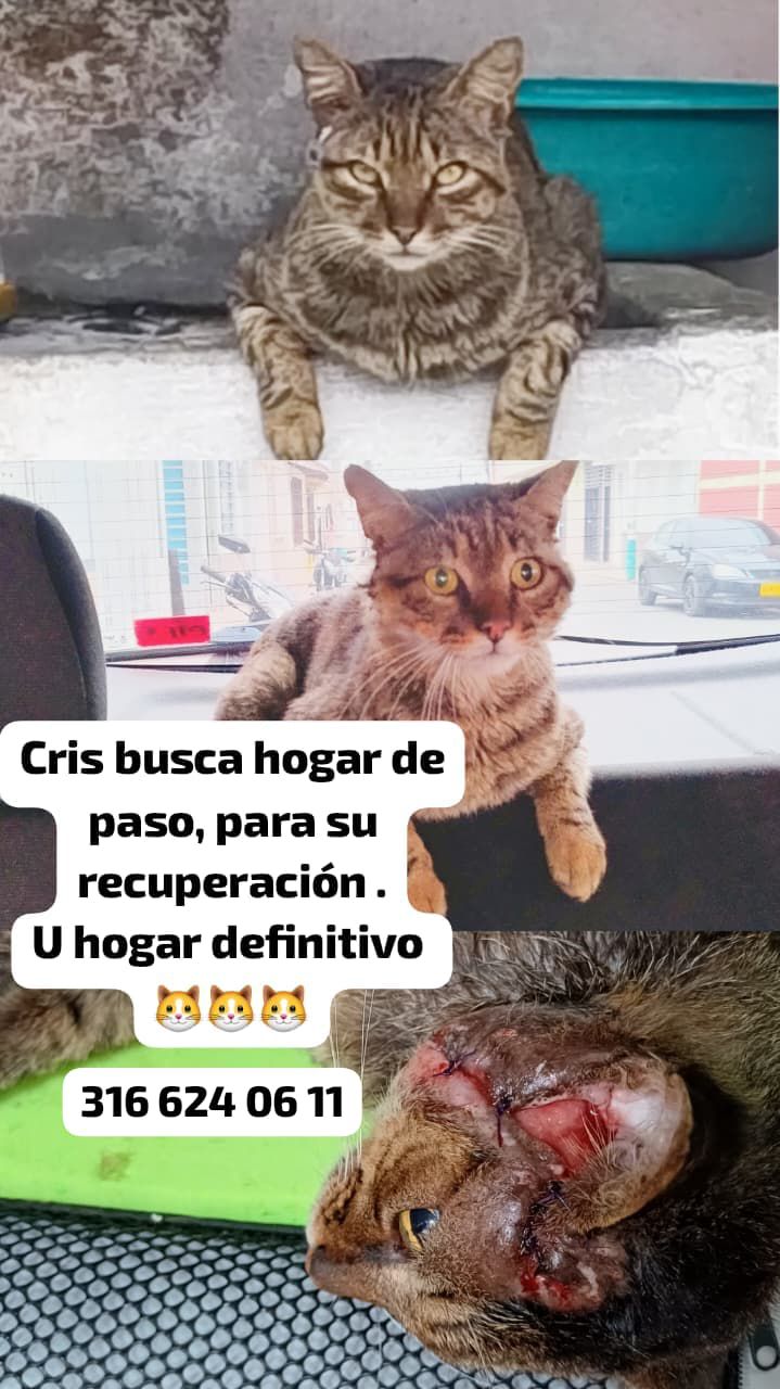 Adopta a Cris: Gato en Recuperación Busca Hogar de Paso o Definitivo en Sevilla, 