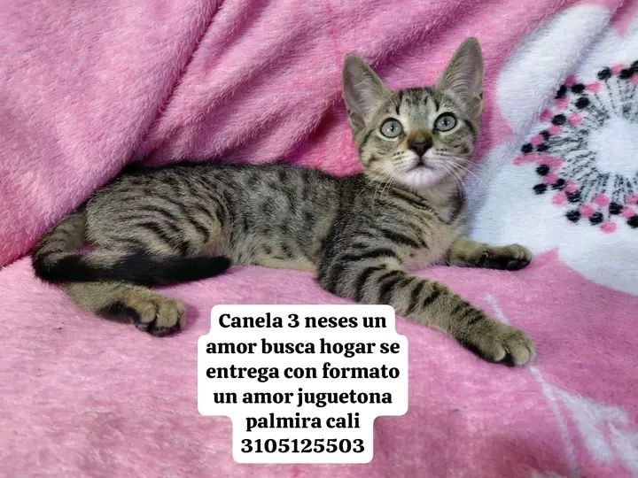 Gato Canela busca hogar en Tuluá 