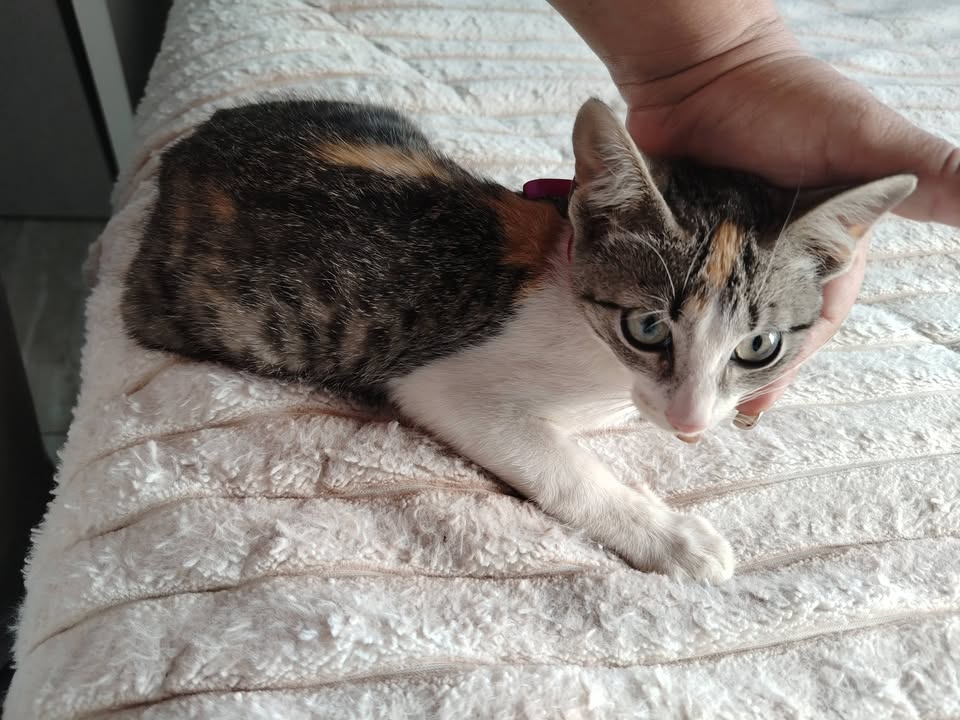 Adopción Gatitos y Perros en Bogotá 