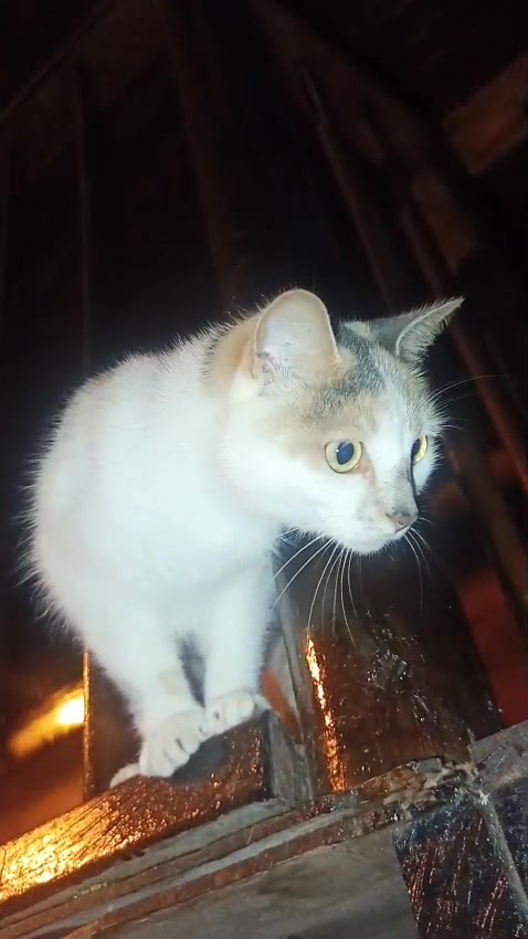 Gatita abandonada busca hogar en Amagá, Antioquia 