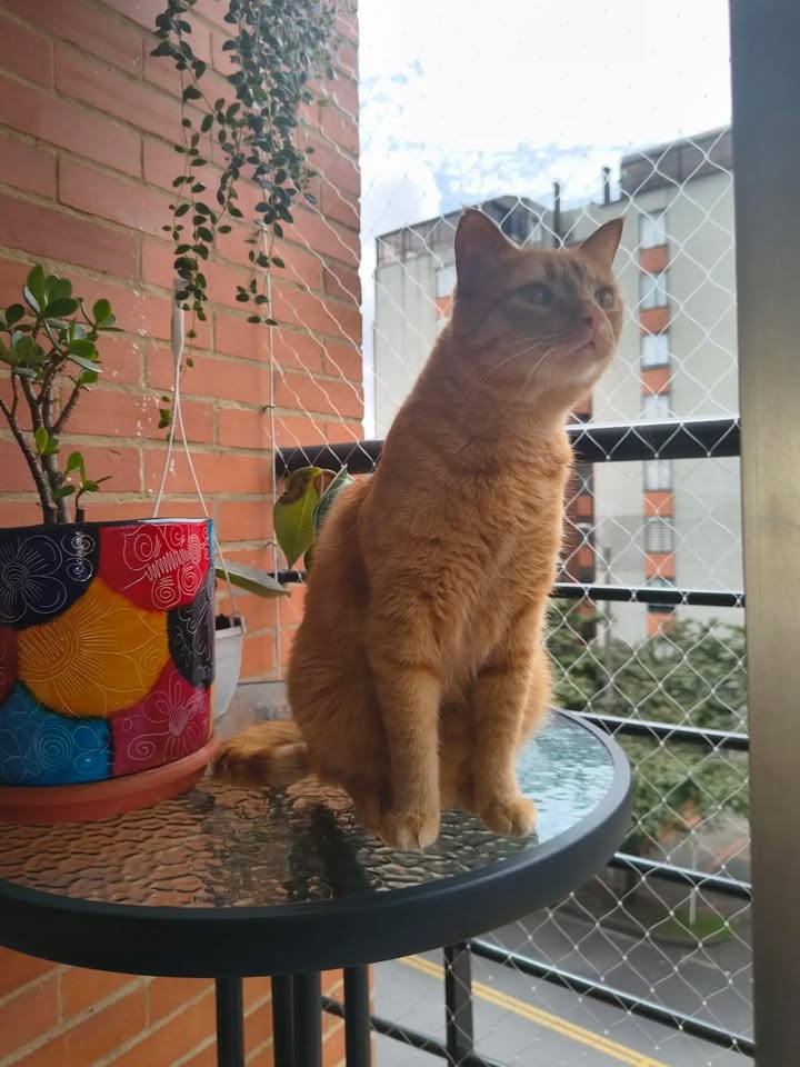 Gato naranja celebra dos años en su hogar en Bogotá 