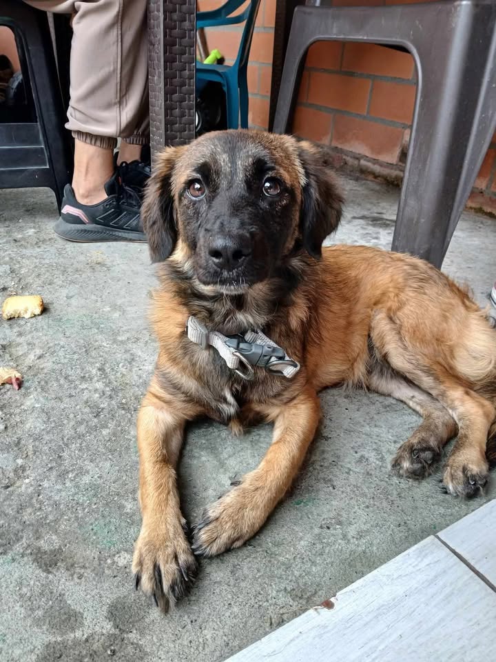 Perra encontrada en Tuluá Valle, busca hogar temporal 