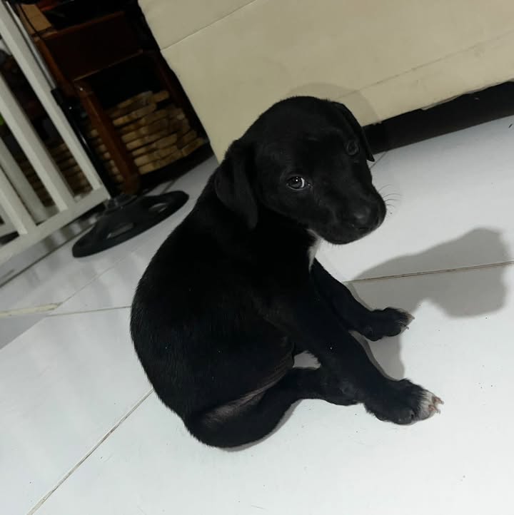 Busca hogar perrita para adopción en Pereira 