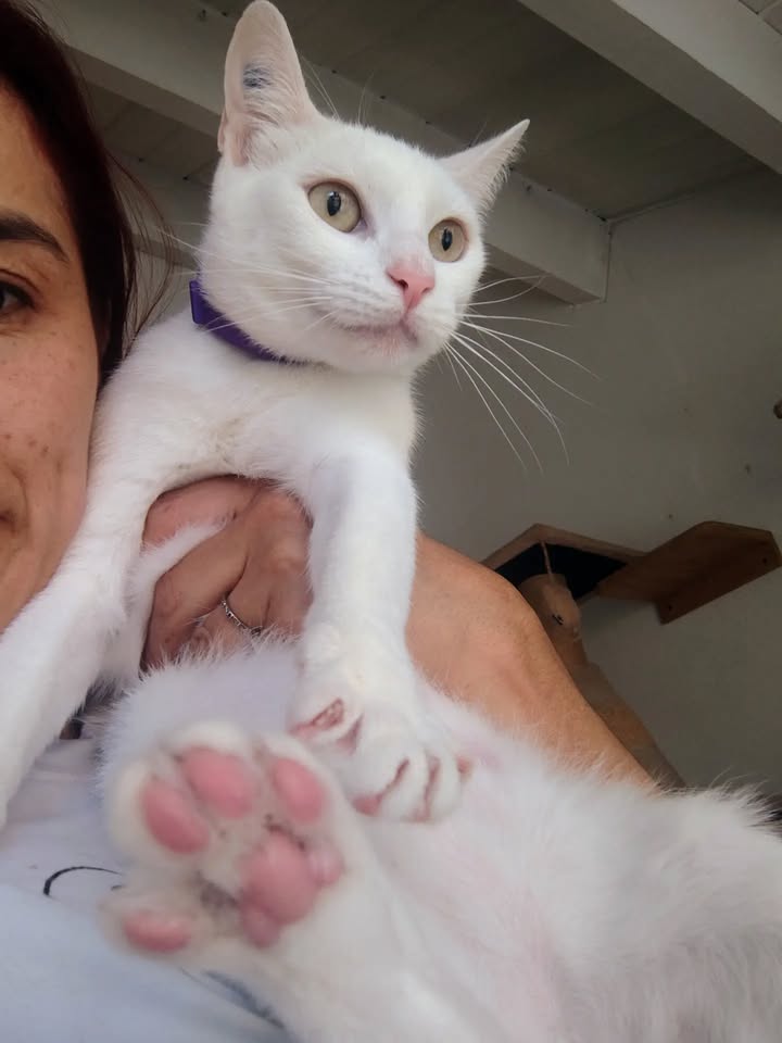 Gatos Miky y Tutty en Adopción Bogotá Colombia 
