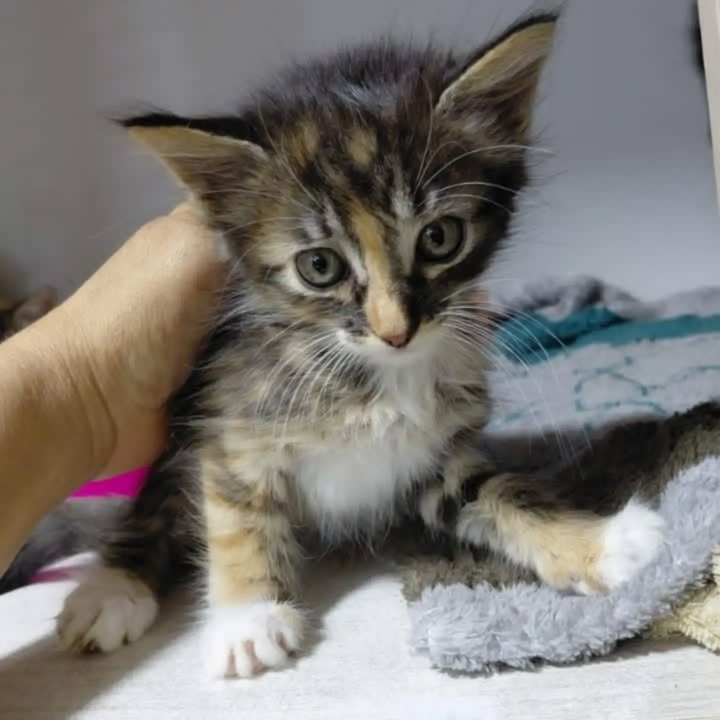 Hermosos michis buscan hogar en Pereira 