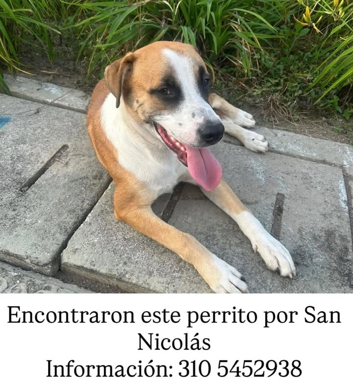 Perro encontrado en San Nicolás, Pereira 