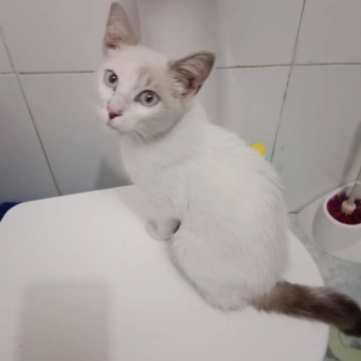 Gatita de 4 meses en adopción en Pereira 