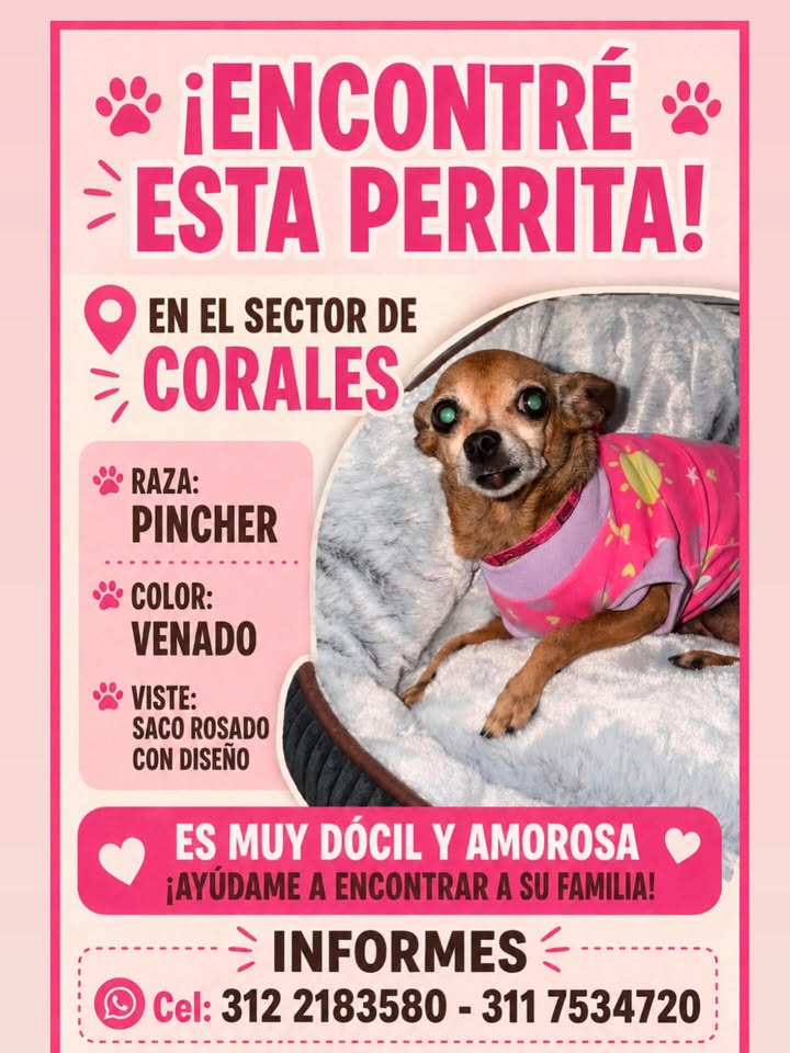 Perrita encontrada en sector Corales 