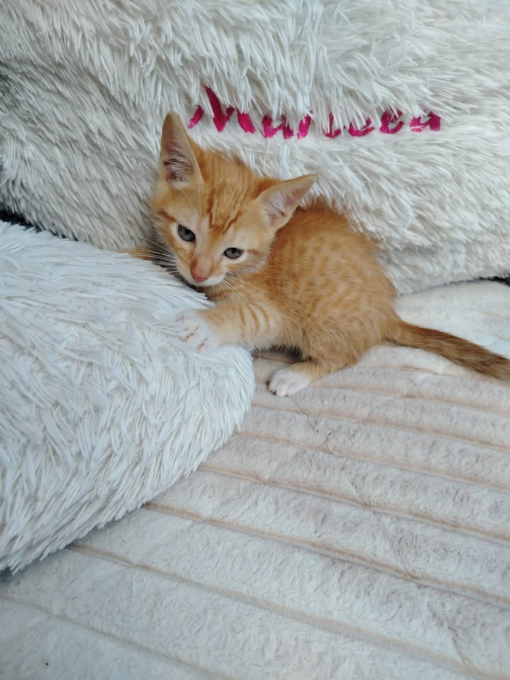 Gatitos en Adopción - Bogotá 