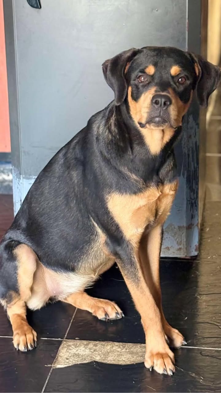 Perrita Buscando Hogar Responsable en Pereira 