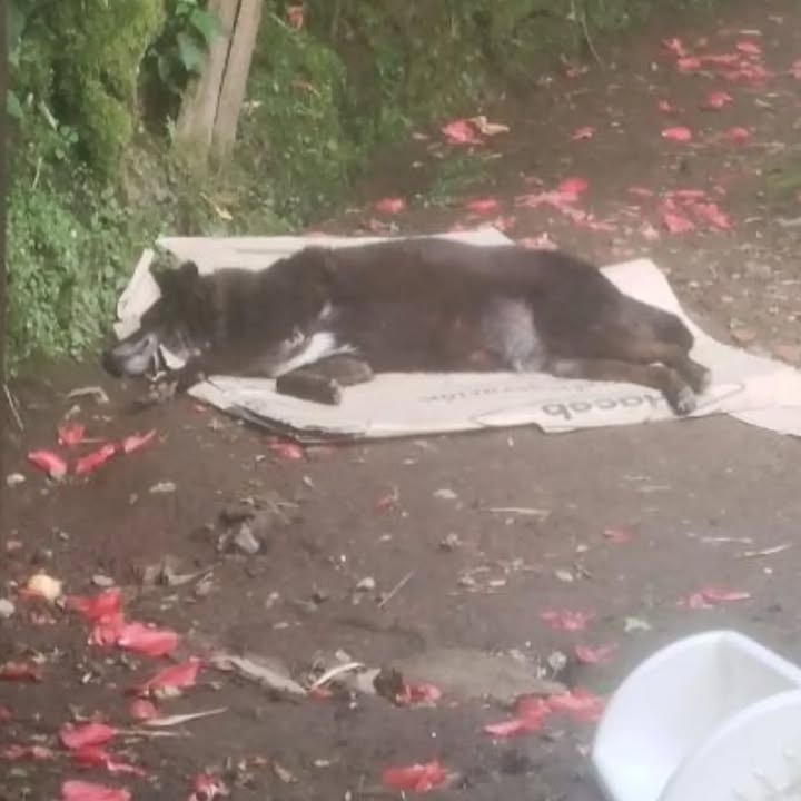 Perrita mayor en adopción en Pereira 