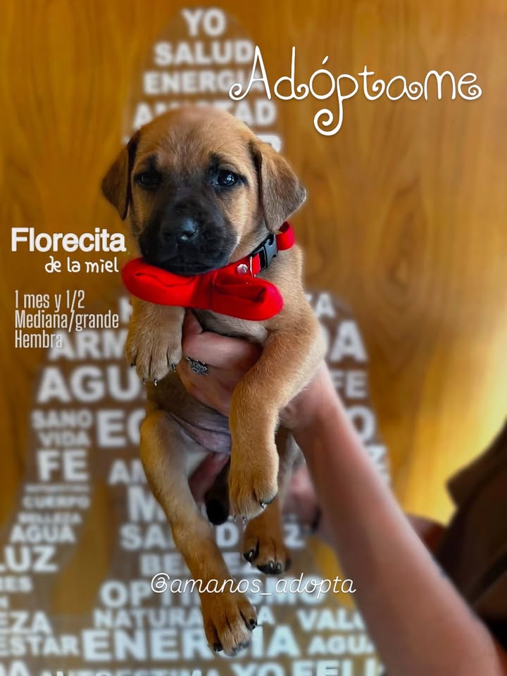 Cachorros en adopción en Bogotá, Colombia 