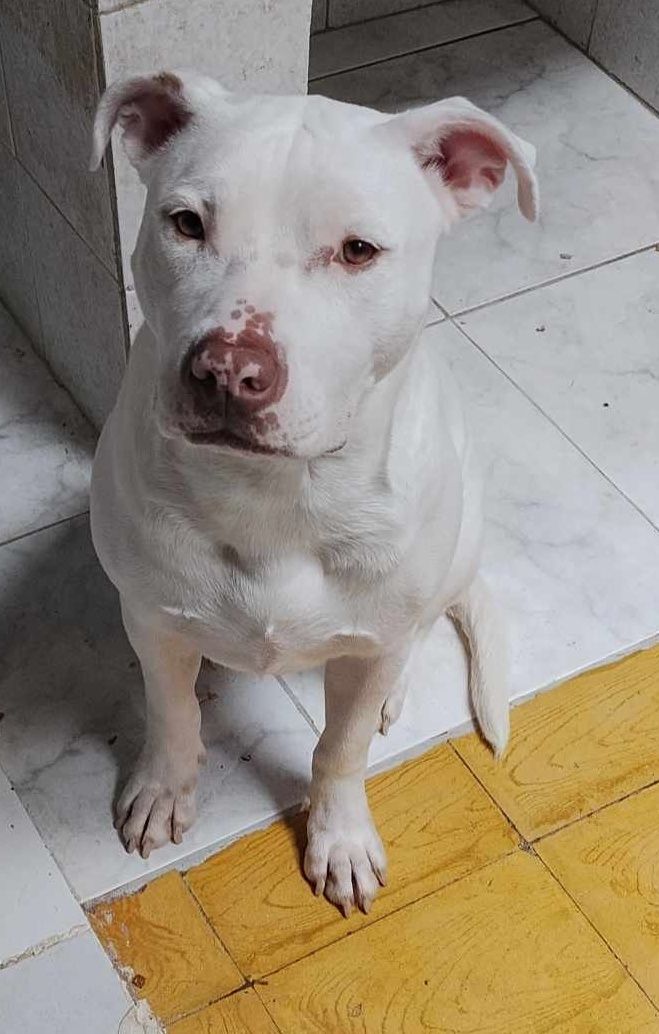 Adopción de perrita blanca en Pereira 
