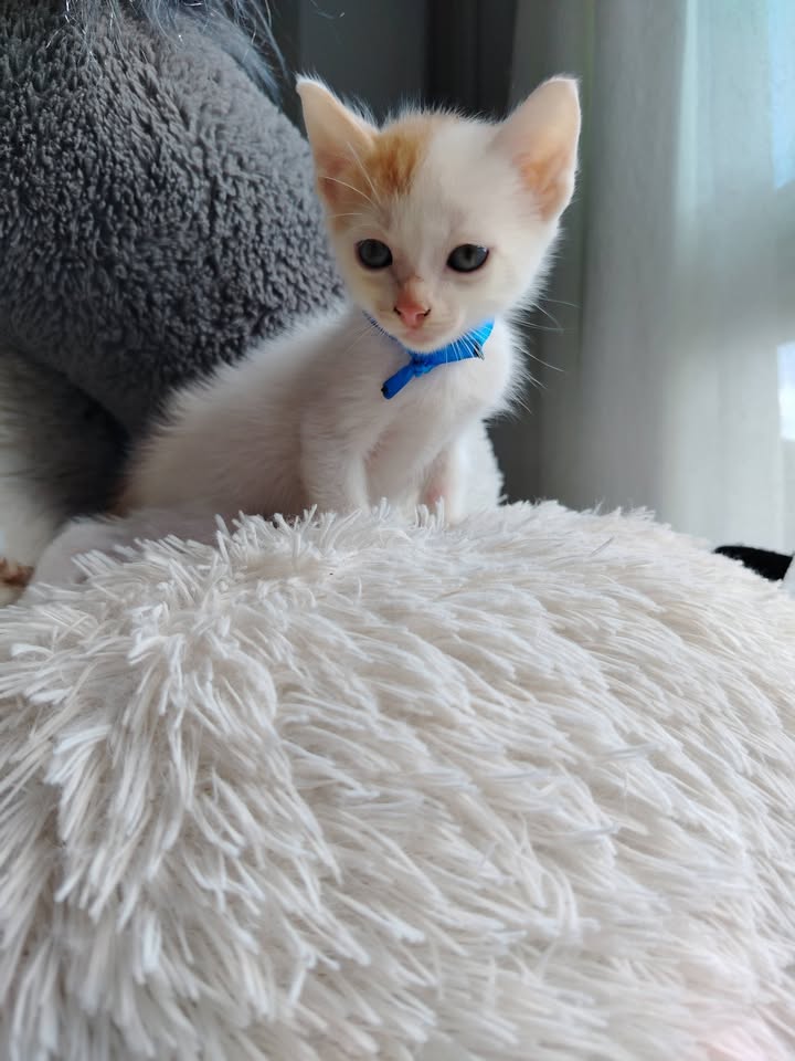 Gatitos en Adopción - Bogotá 