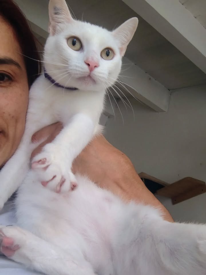 Gatos Miky y Tutty en Adopción Bogotá Colombia 