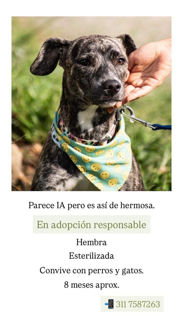 Perra en adopción en Pereira, Risaralda 
