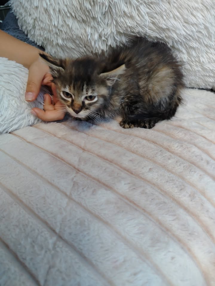 Gatitos en Adopción - Bogotá 