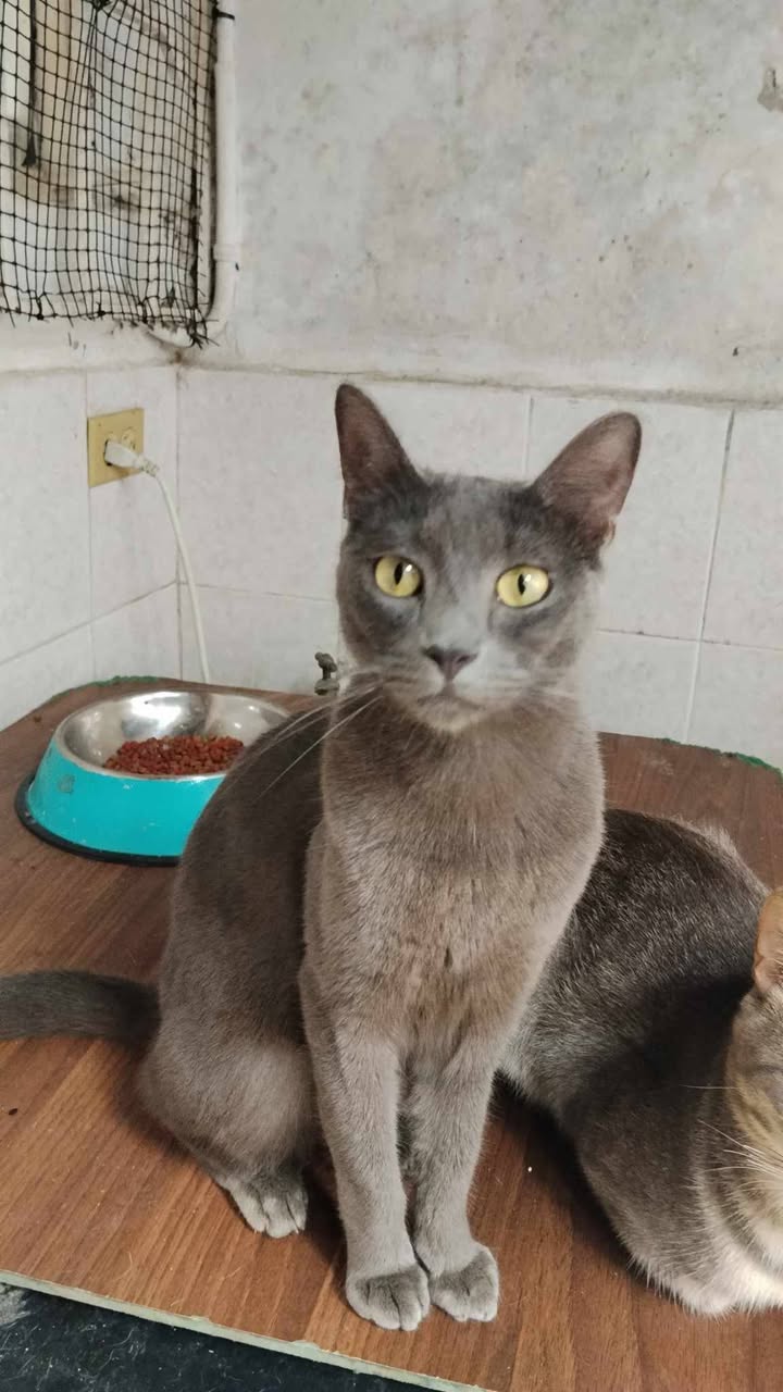 Gatitos en adopción en Pereira, Risaralda 