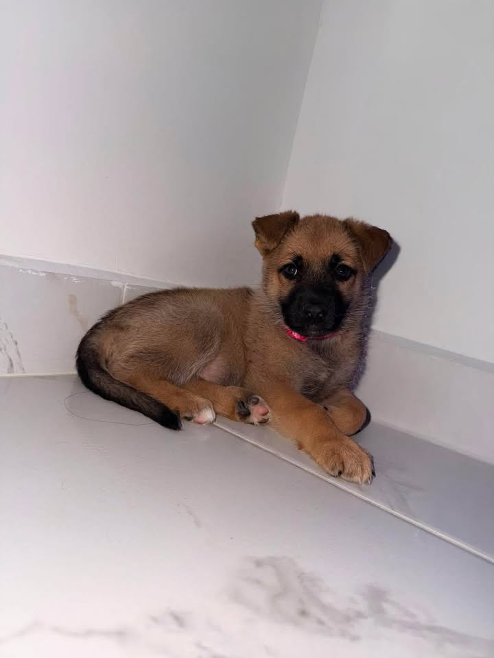 Adopción de Perrita en Pereira 