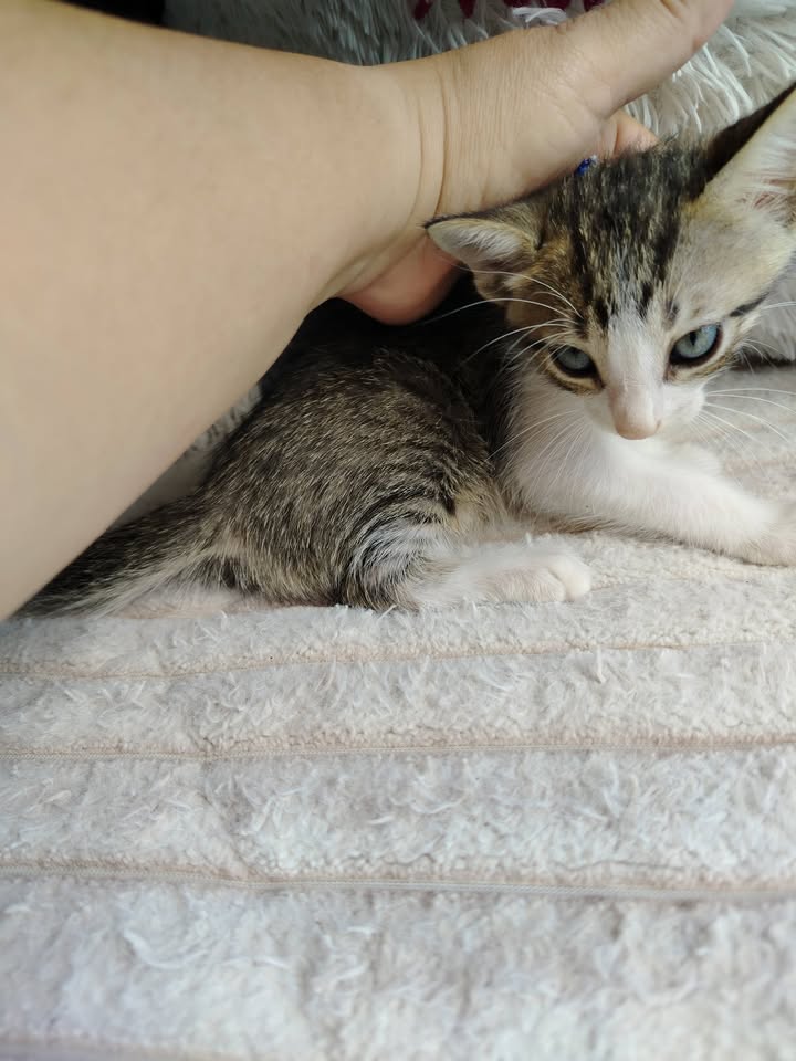 Gatitos en Adopción - Bogotá 