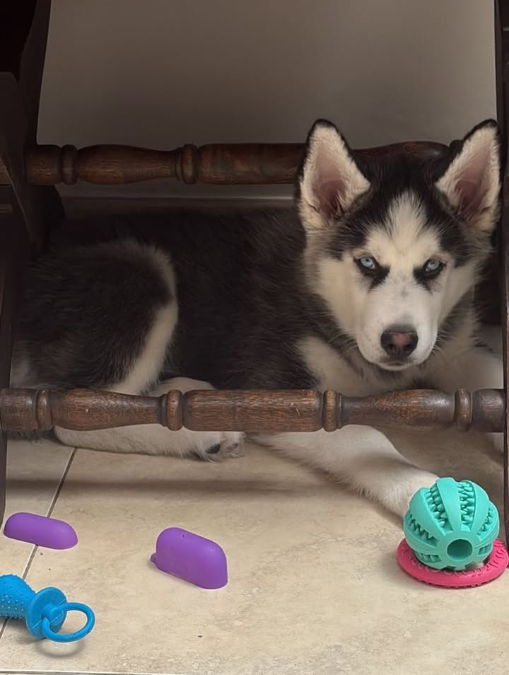 Cachorro Husky en Adopción en Bogotá 