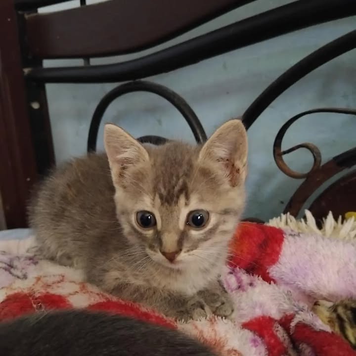 Gatitos en adopción en Pereira, Risaralda 