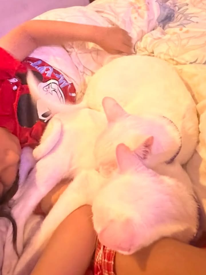 Gatos Miky y Tutty en Adopción Bogotá Colombia 