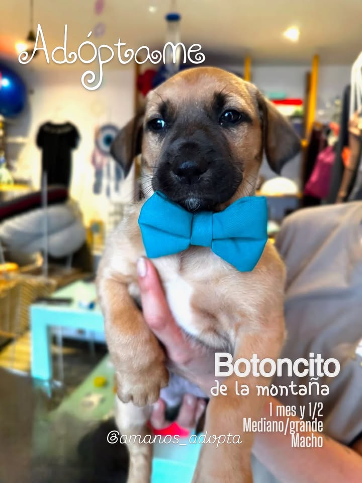 Cachorros en adopción en Bogotá, Colombia 